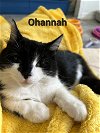 adoptable Cat in altamonte springs, FL named Kittens-Altamonte Springs