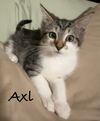 Kittens-Altamonte Springs