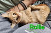 Kittens-Altamonte Springs