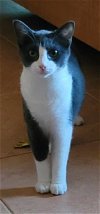 adoptable Cat in altamonte springs, FL named Tony