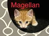 Magellan
