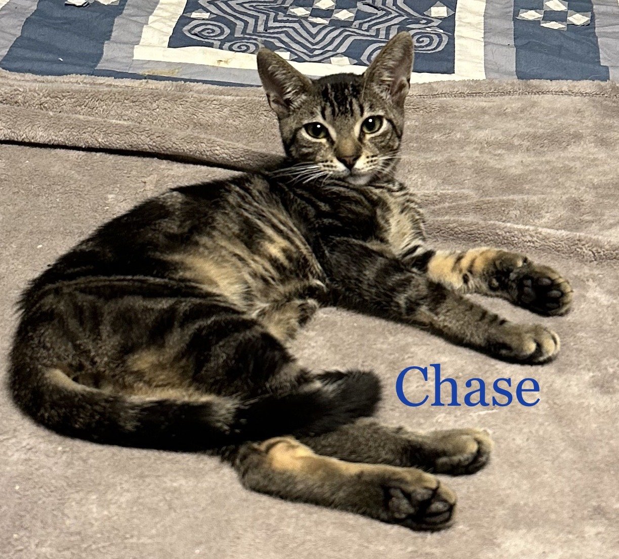 adoptable Cat in Altamonte Springs, FL named Chase