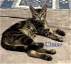 adoptable Cat in altamonte springs, FL named Chase