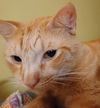 Leonard