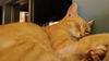 Leonard