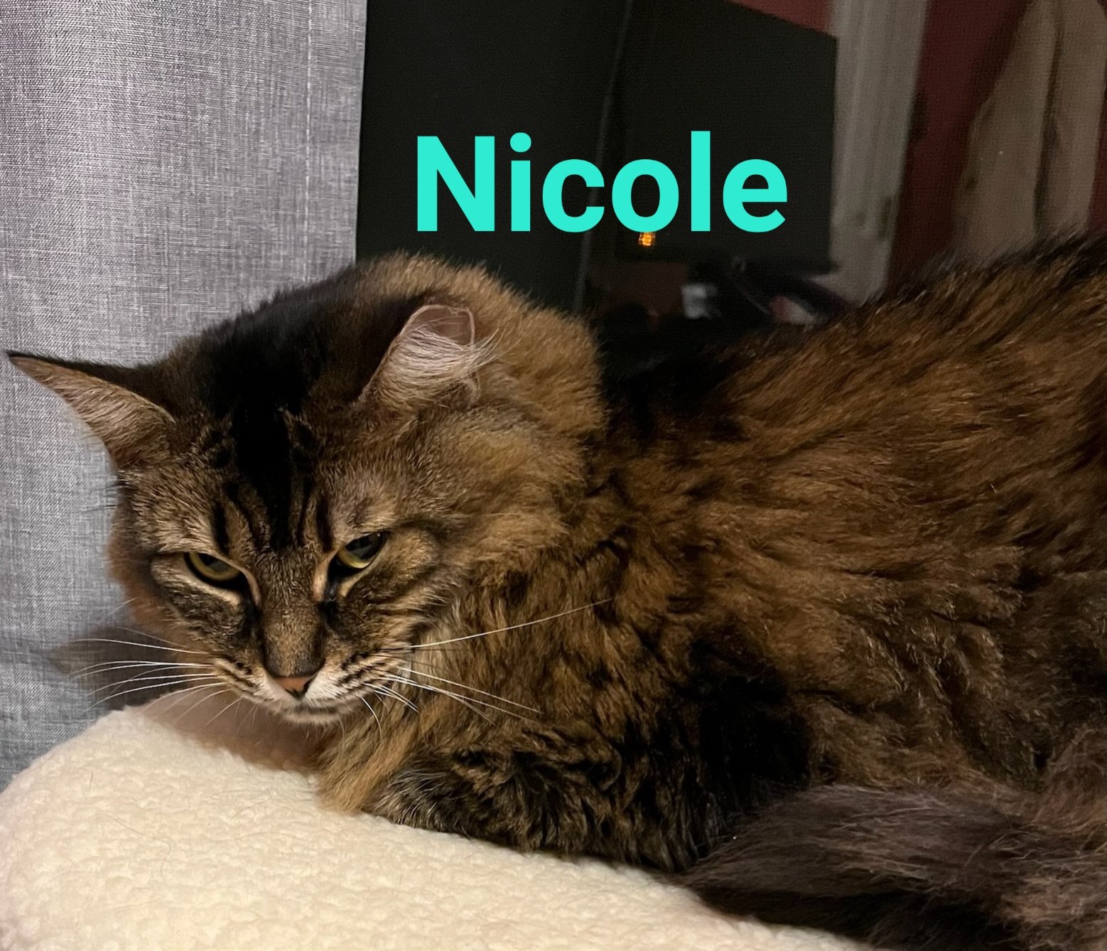 adoptable Cat in Casselberry, FL named Nicole