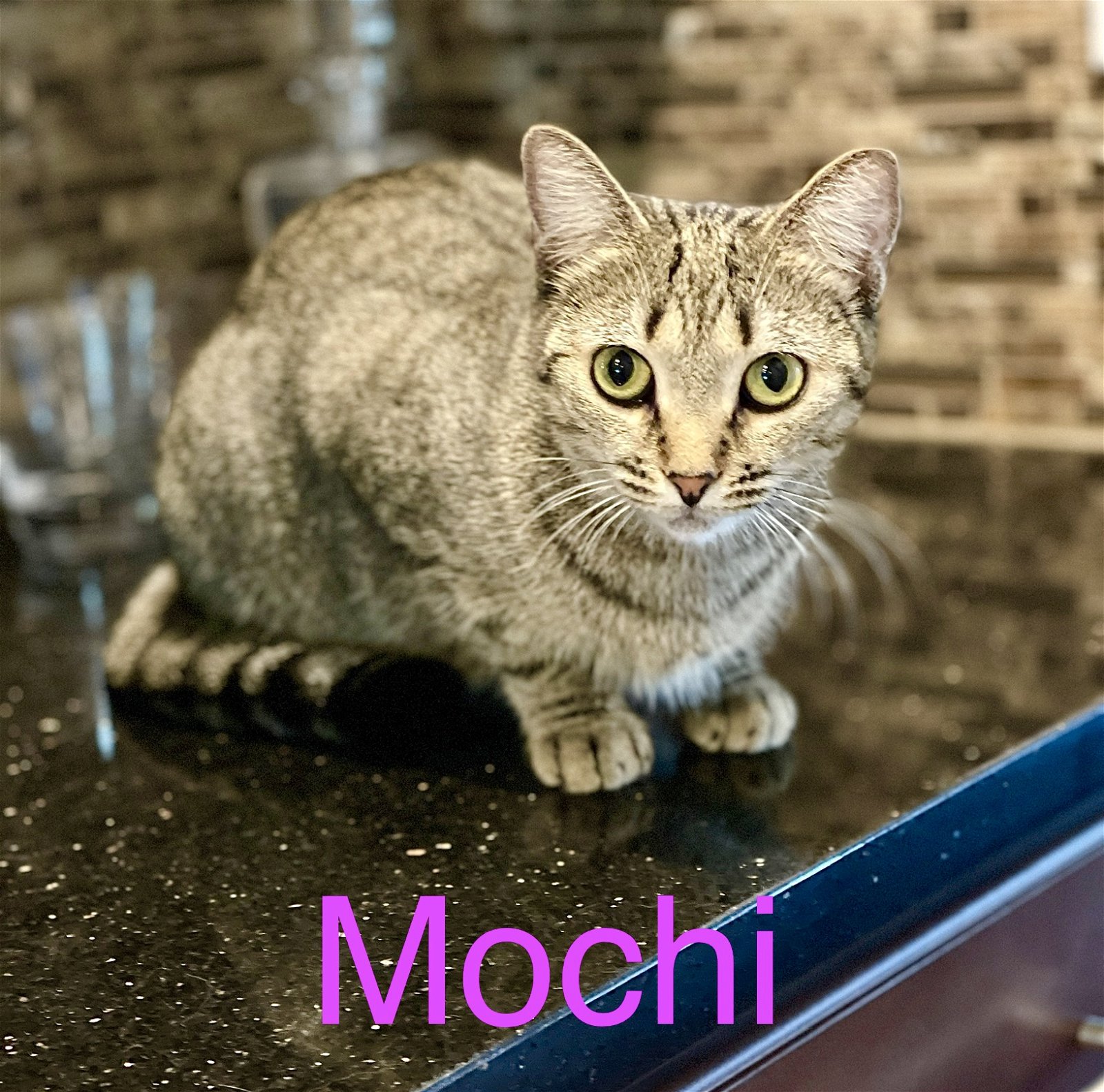 adoptable Cat in Longwood, FL named Mochi (ABD)
