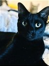adoptable Cat in longwood, FL named Soari