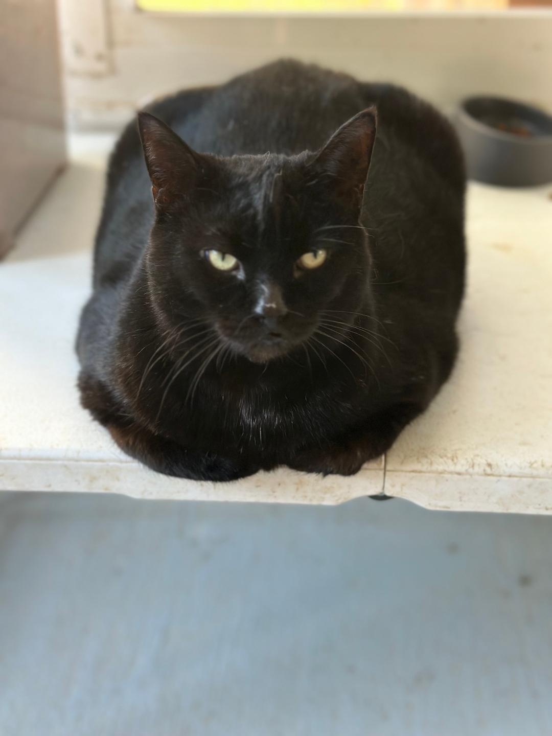 adoptable Cat in Lake Mary, FL named Sandra (r)