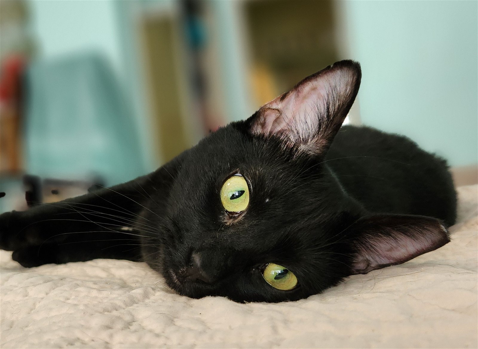 adoptable Cat in Longwood, FL named Salem