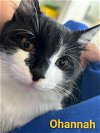 adoptable Cat in altamonte springs, FL named Ohannah