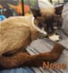 adoptable Cat in altamonte springs, FL named Nene