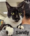 adoptable Cat in altamonte springs, FL named Sandy