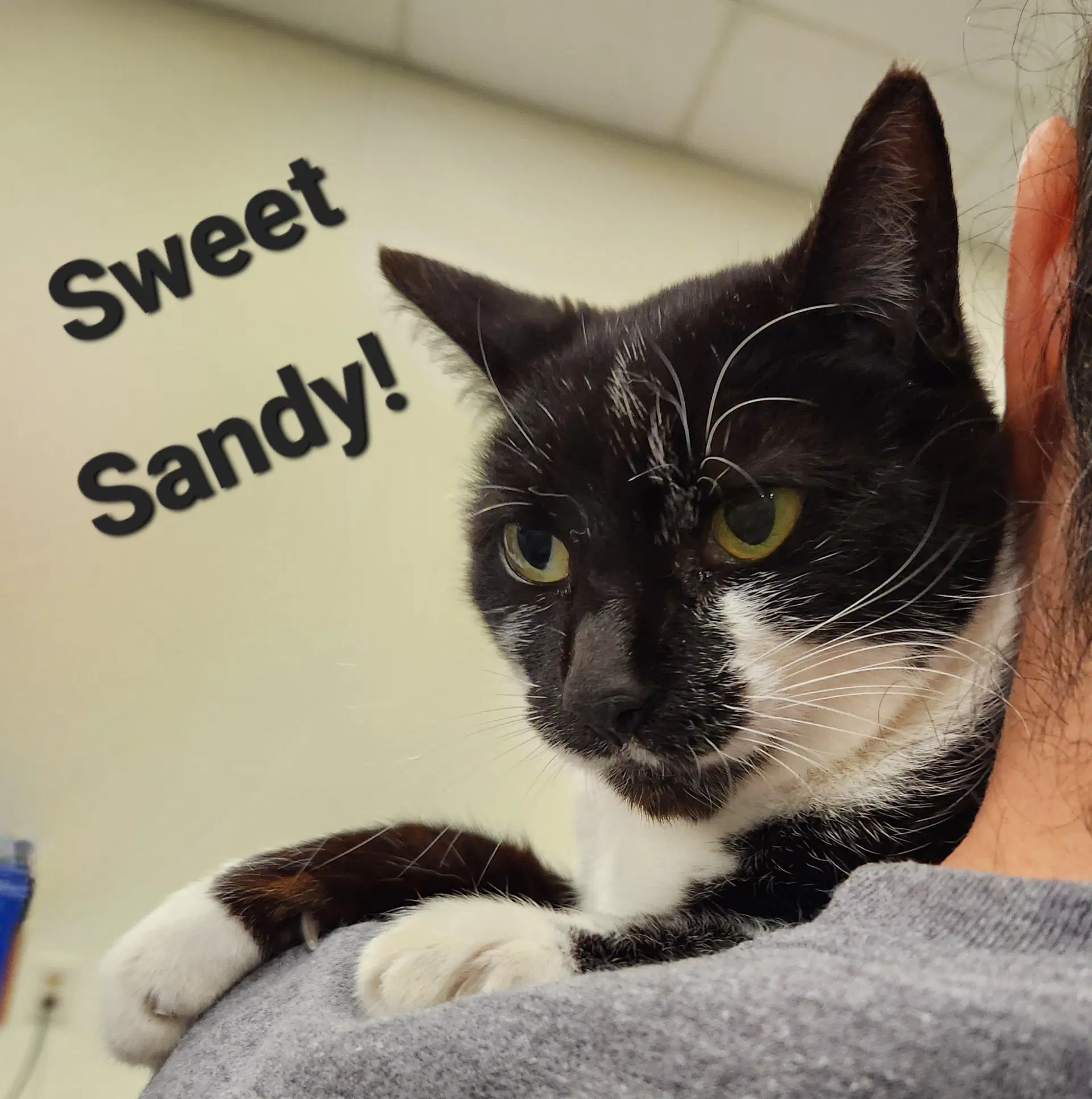 Sandy image 3