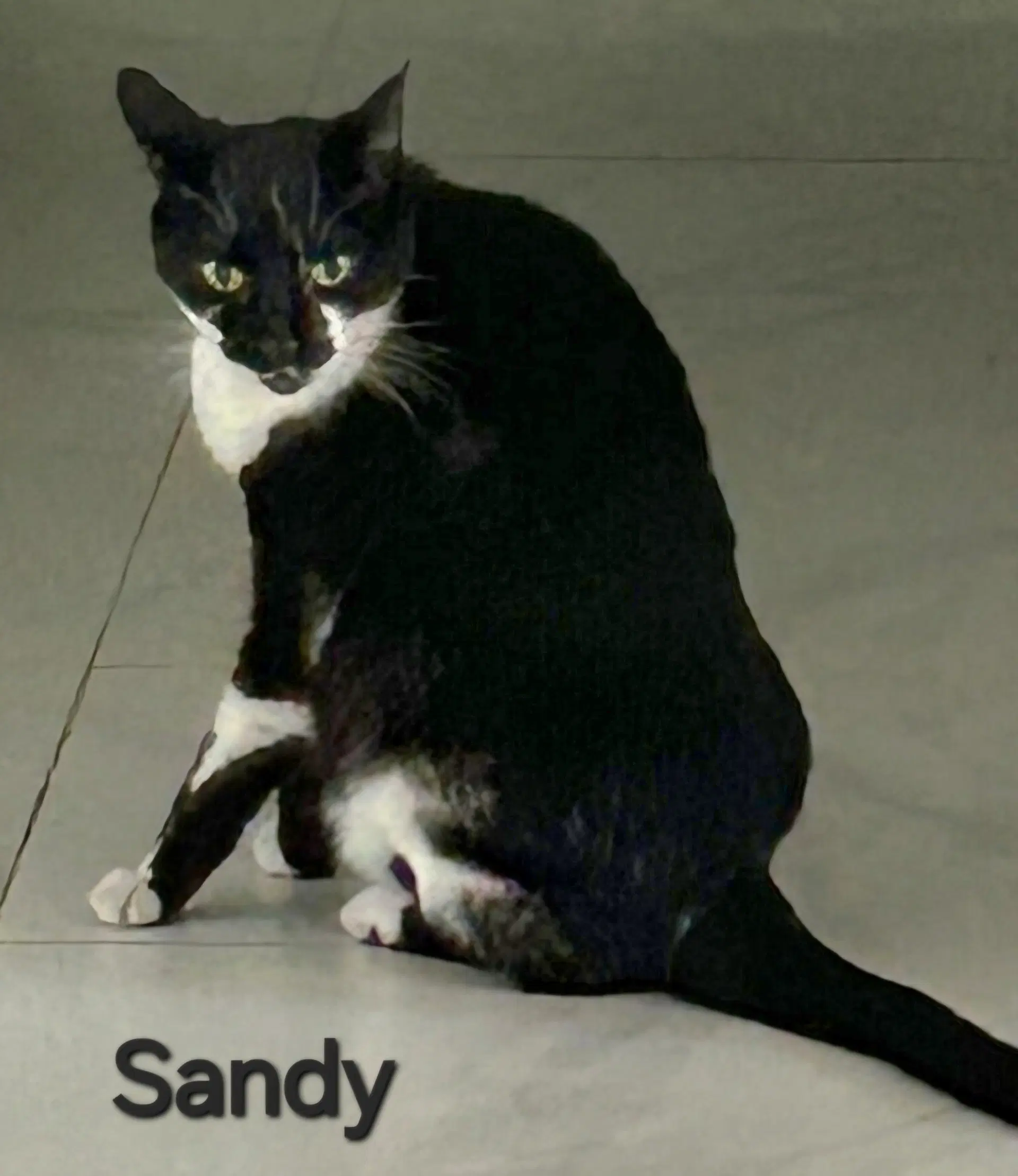 Sandy - Domestic Short Hair