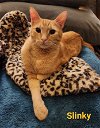 adoptable Cat in altamonte springs, FL named Slinky