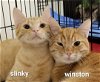 adoptable Cat in altamonte springs, FL named Winston