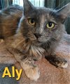 adoptable Cat in casselberry, FL named Aly