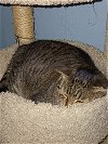 adoptable Cat in longwood, FL named Simba