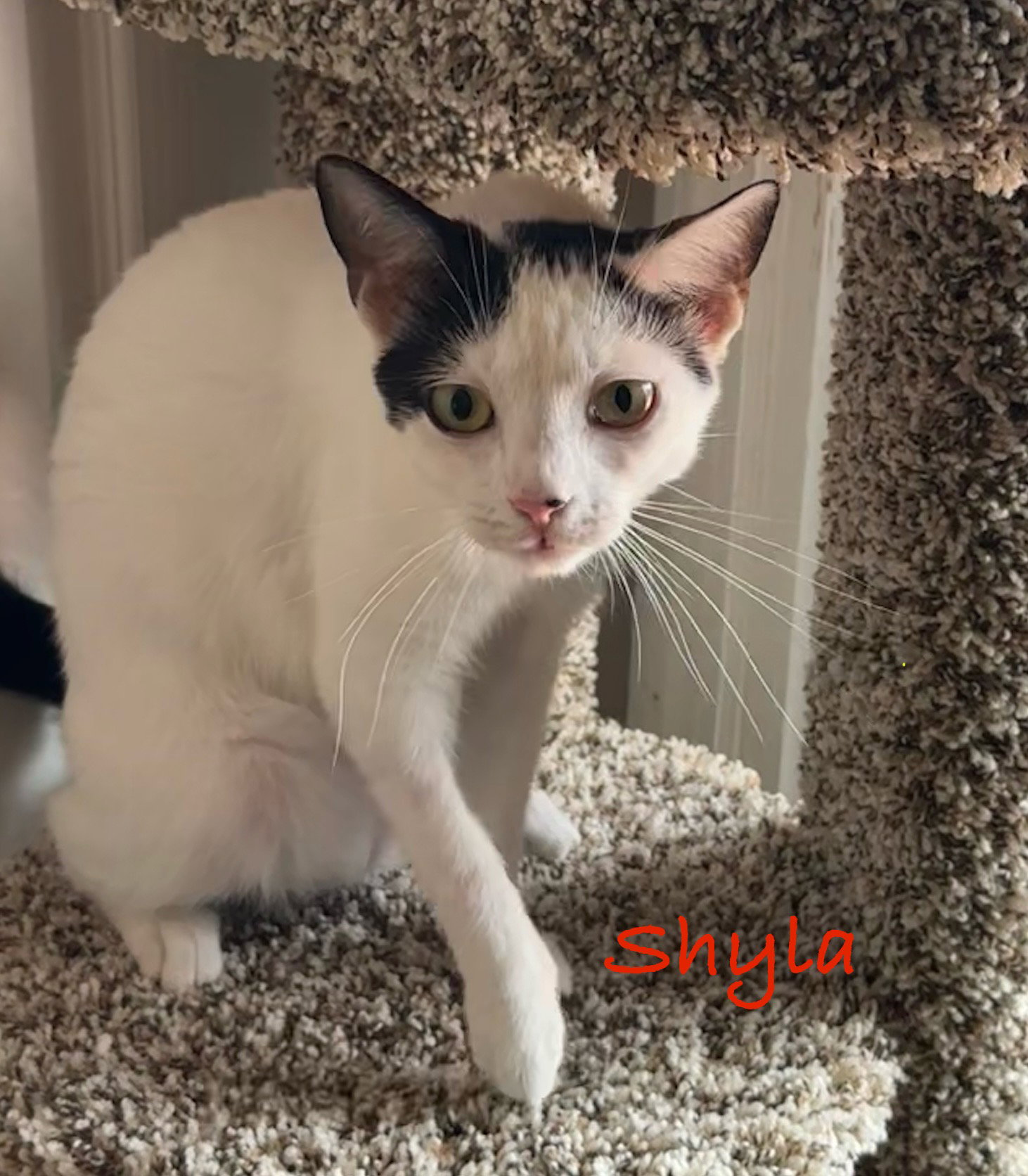 Shyla Image