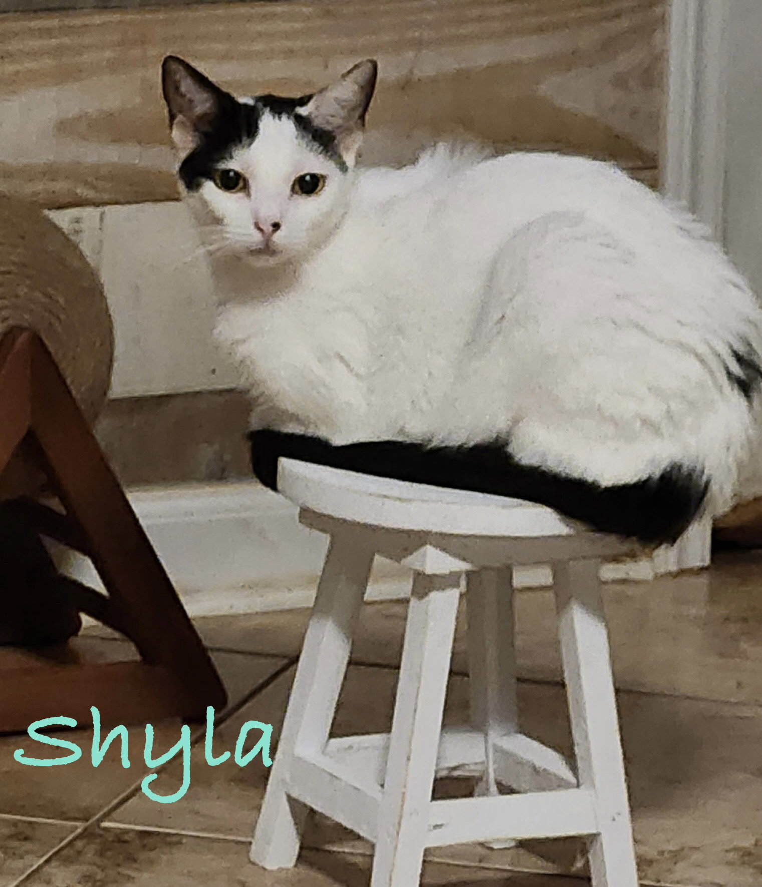 Shyla