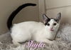 adoptable Cat in Altamonte Springs, FL named Shyla