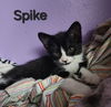 Spike