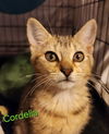 Cordelia