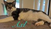 adoptable Cat in Altamonte Springs, FL named Axl