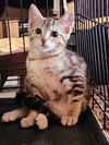 Rosalie
