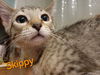 Skippy
