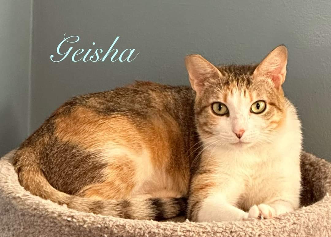 adoptable Cat in Altamonte Springs, FL named Geisha