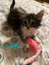 Griffin