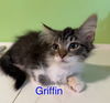 Griffin