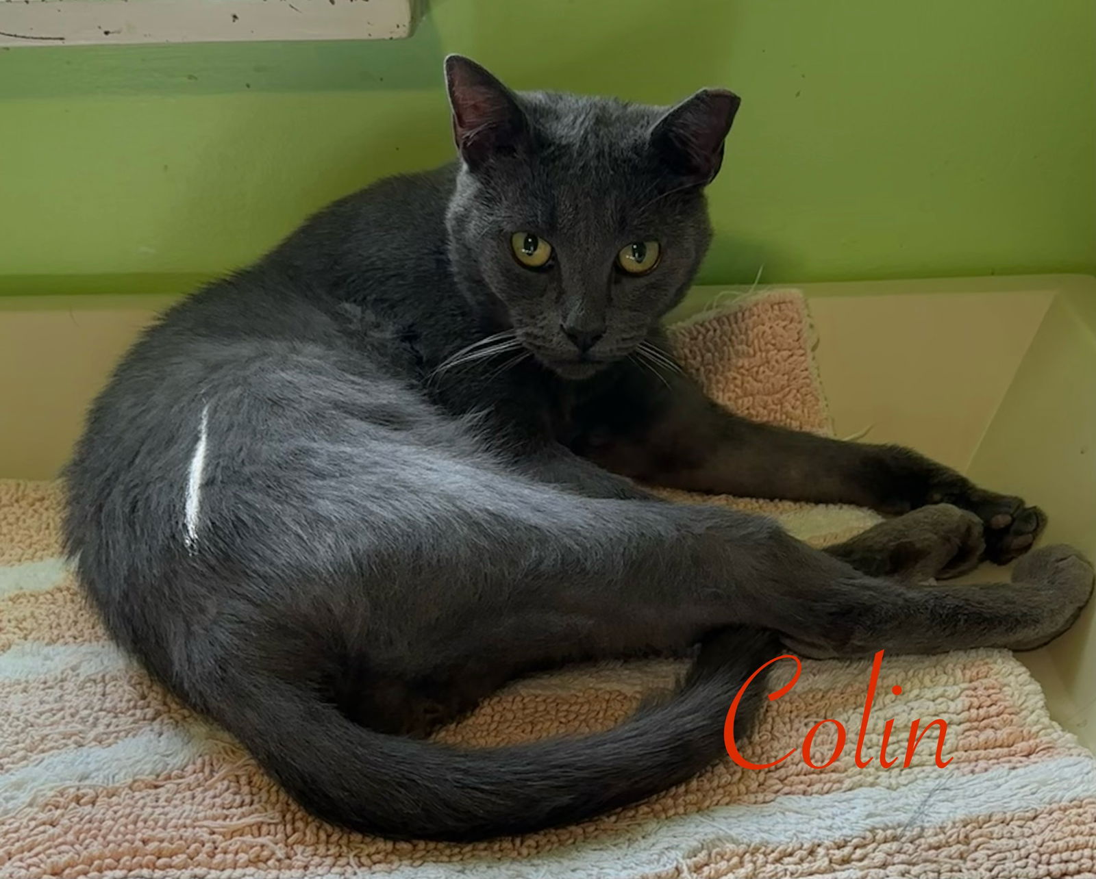 adoptable Cat in Altamonte Springs, FL named Colin