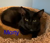 Morty