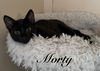 Morty