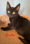 Haki