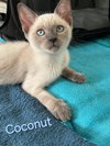 Yuki fna Coconut