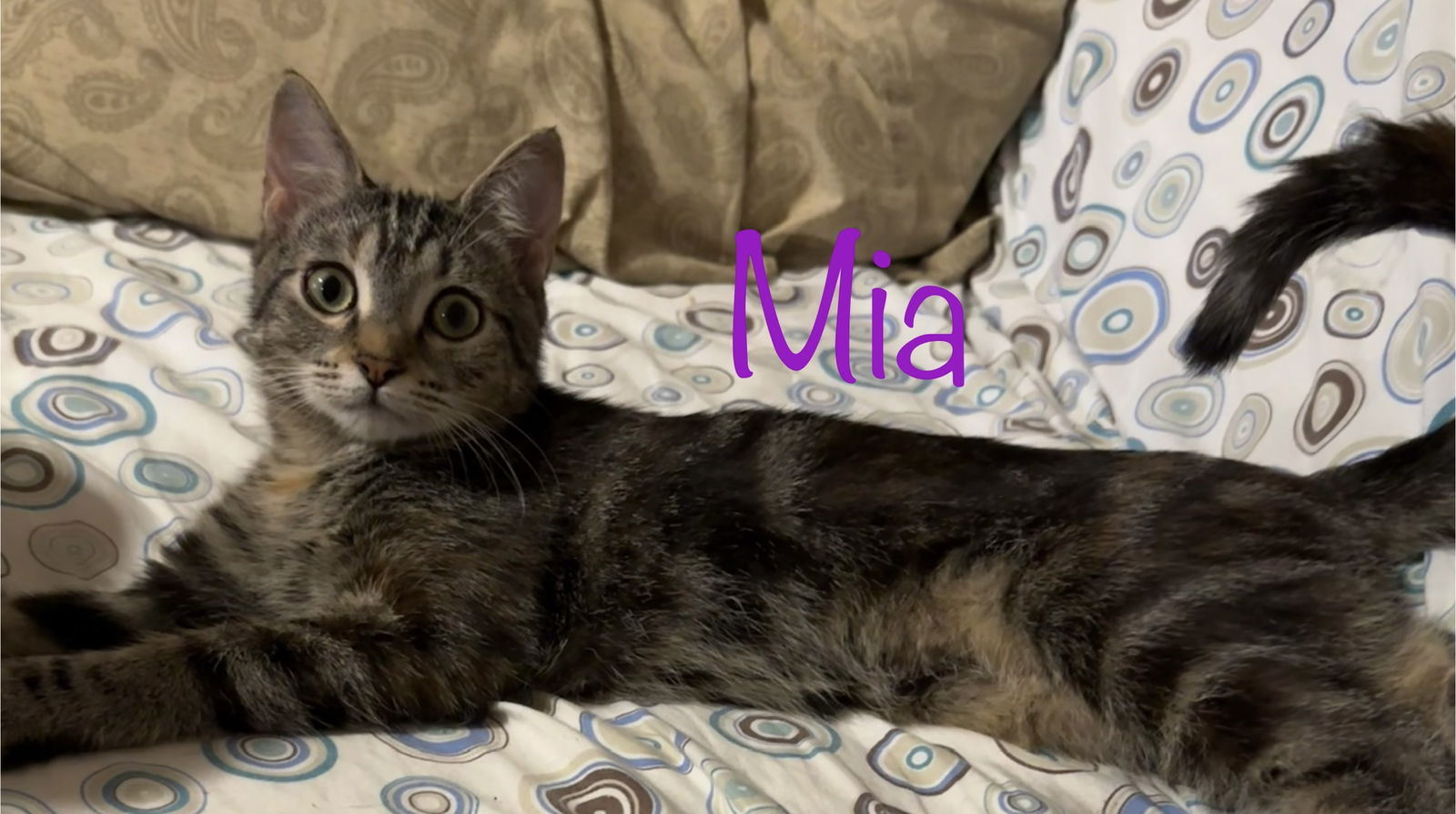 adoptable Cat in Altamonte Springs, FL named Mia