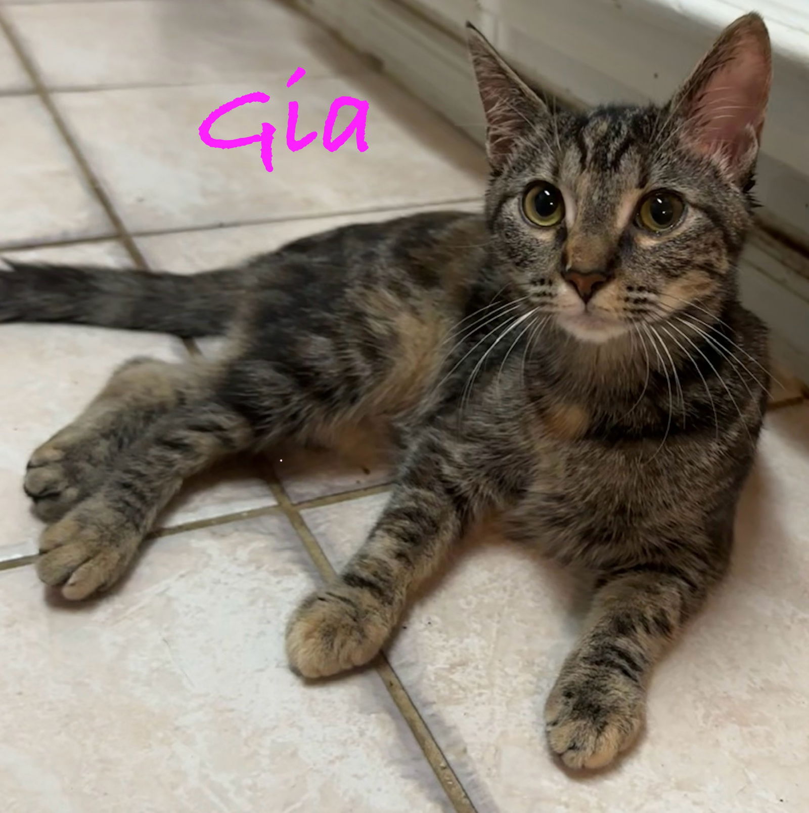 adoptable Cat in Altamonte Springs, FL named Gia