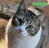 Rabbit