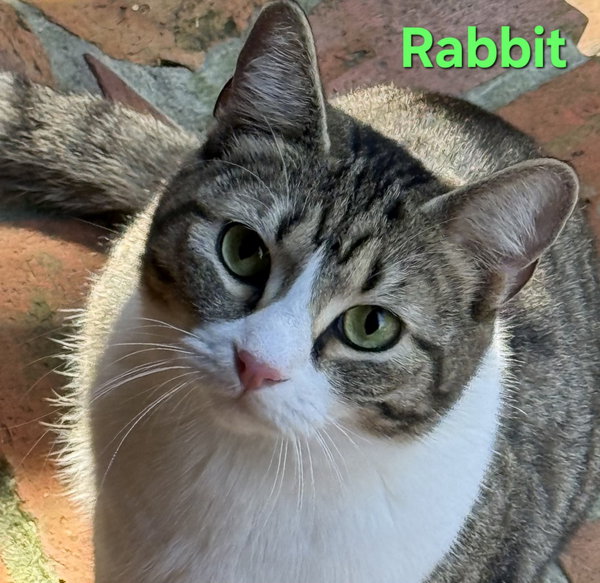 Rabbit