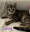 Calista