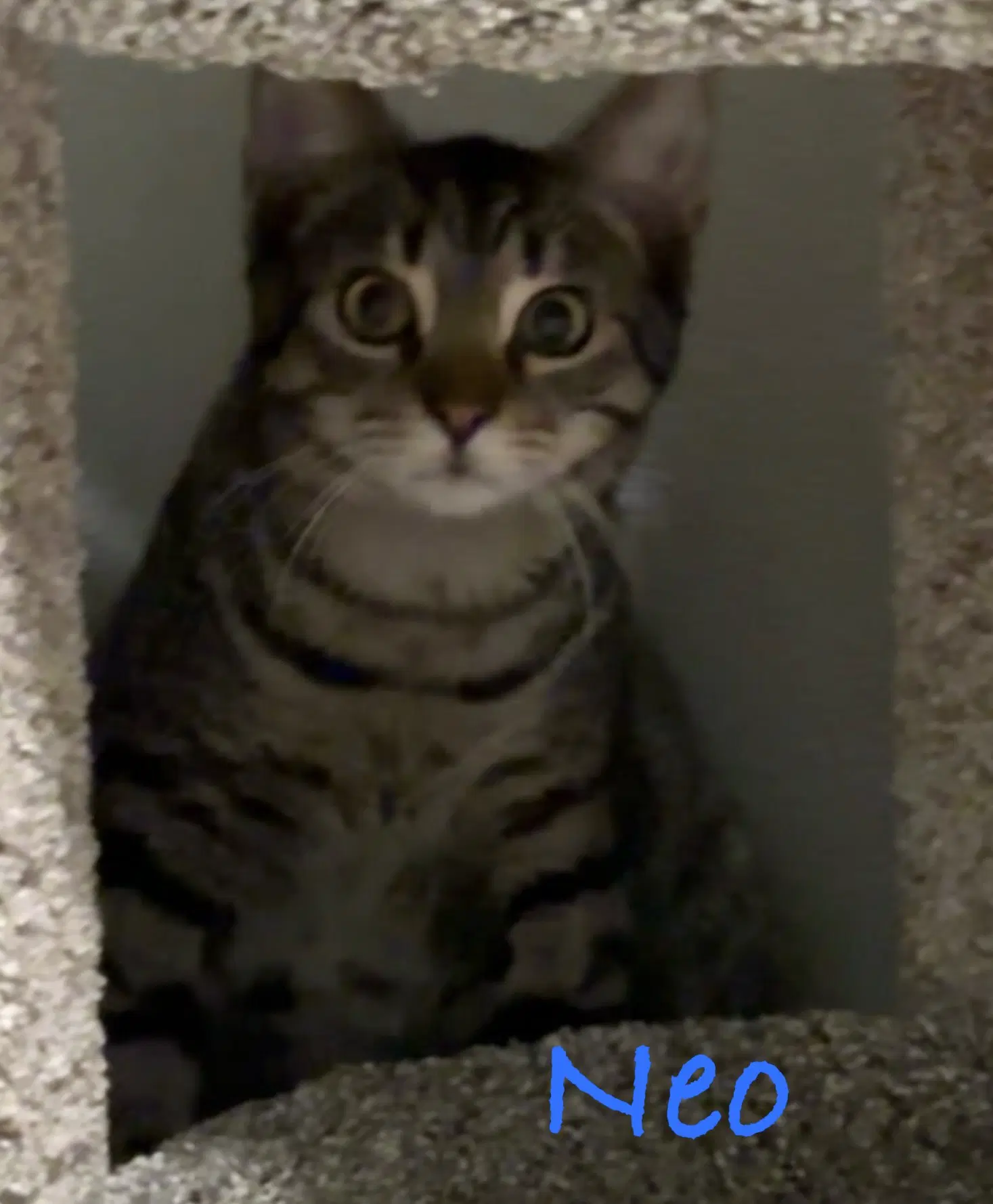 Neo image 2