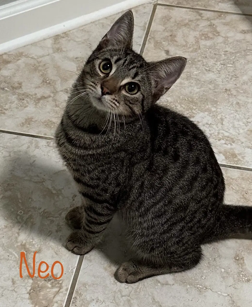 Neo - Domestic Short Hair