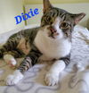 Dixie