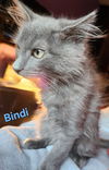 Bindi