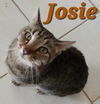 Josie