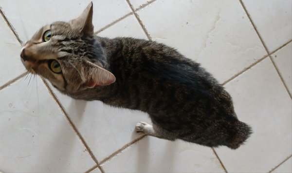 Josie